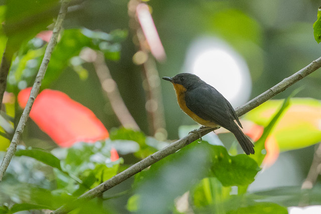 Image of Cinnamon-chested Flycatcher