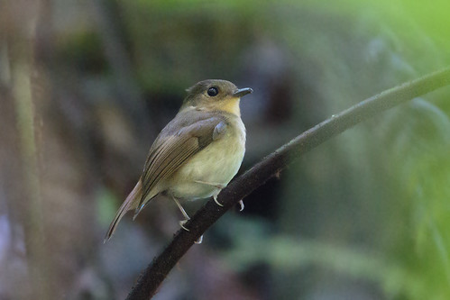 Image of Cryptic Flycatcher