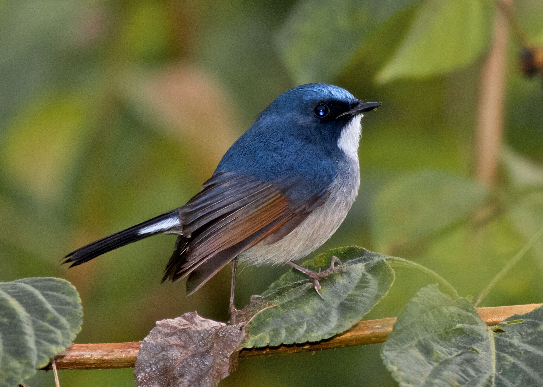 Image of Slaty-blue Flycatcher