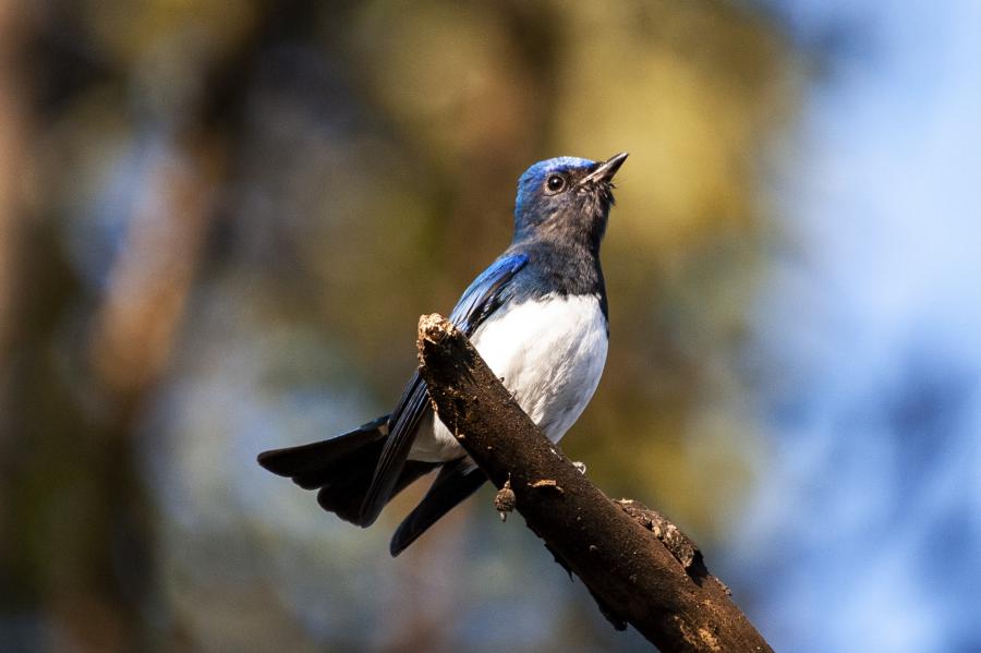 Image of Blue-and-white Flycatcher