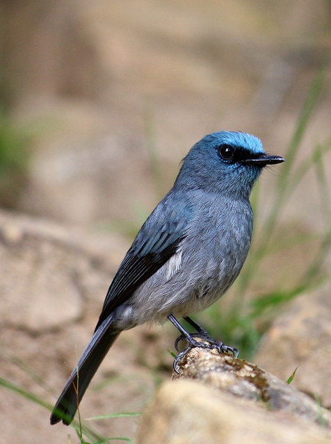 Image of Dull-blue Flycatcher