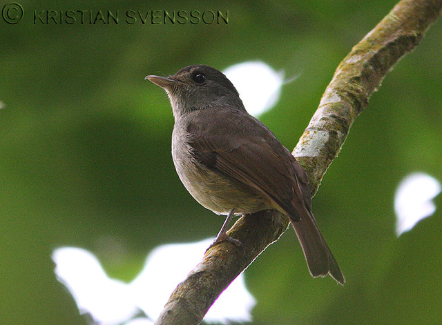 Image of Matinan Flycatcher