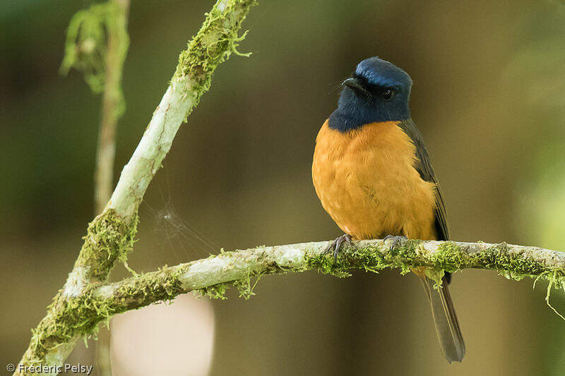 Image of Blue-fronted Flycatcher