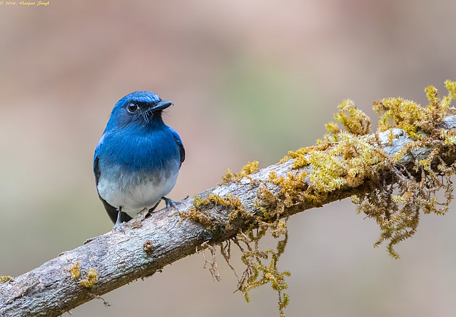 Image of Blue-breasted Blue-Flycatcher