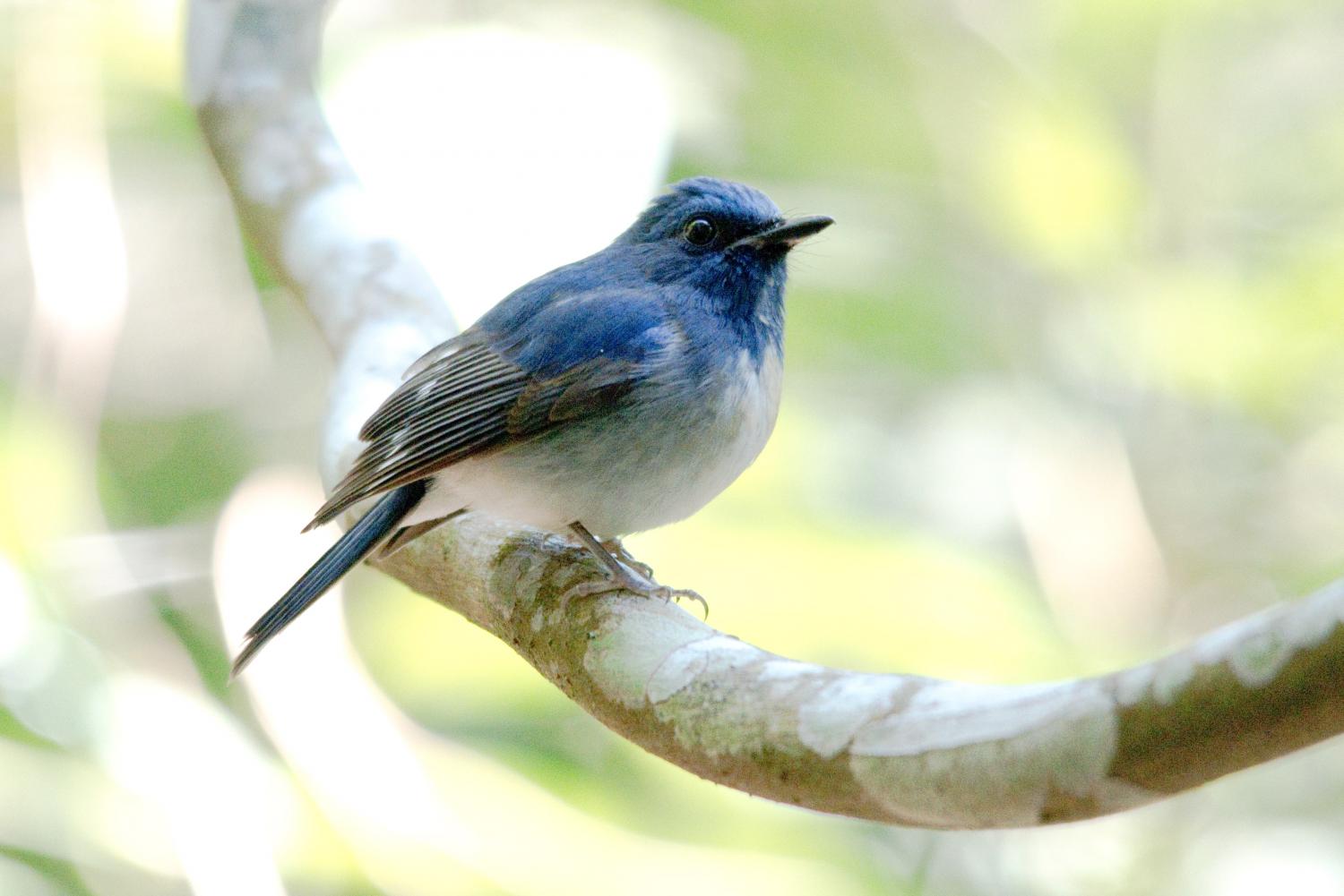 Image of Hainan Blue-Flycatcher