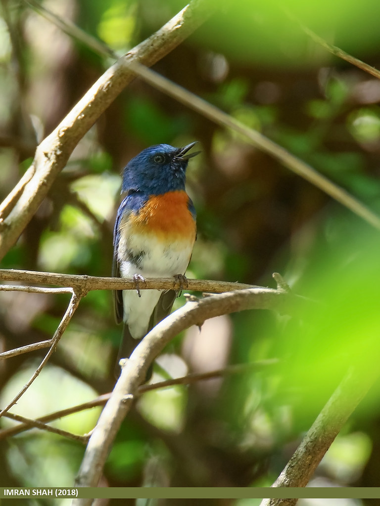 Image of Blue-throated Flycatcher