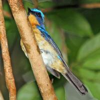 Image of Bornean Blue-Flycatcher (Male)