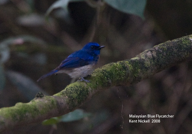 Image of Malaysian Blue-Flycatcher