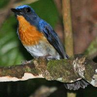 Image of Tickell's Blue-Flycatcher
