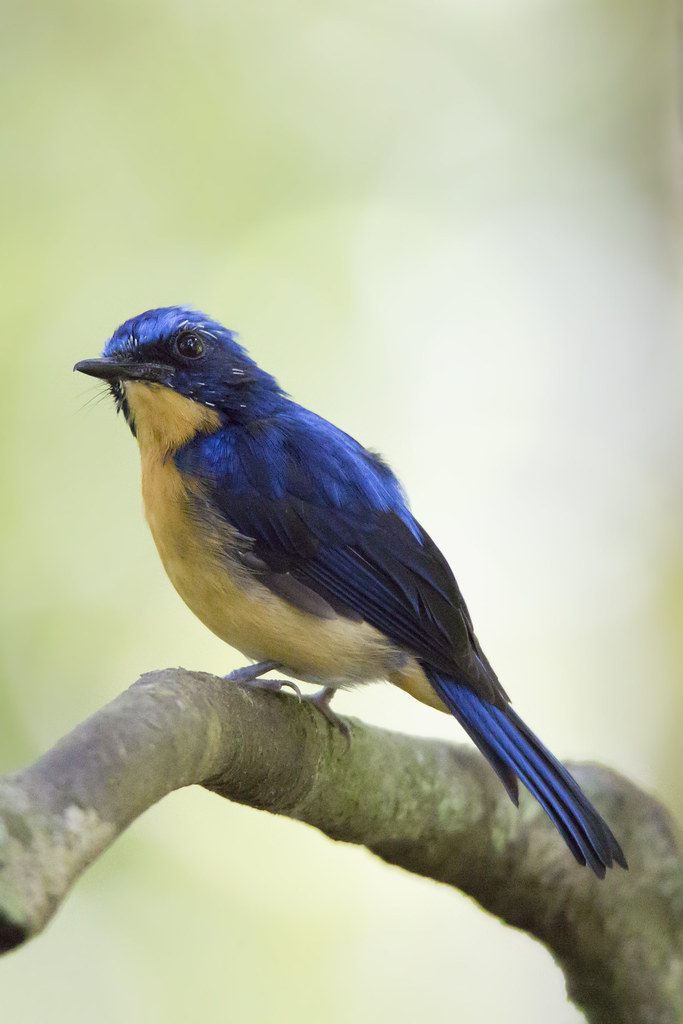 Image of Pygmy Blue-Flycatcher
