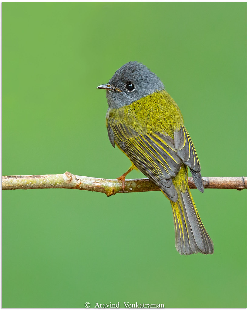 Image of Grey-headed Canary-Flycatcher