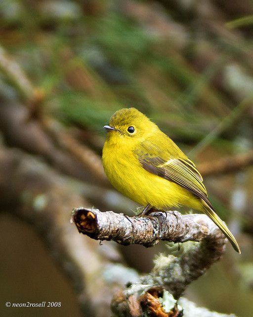 Image of Citrine Canary-flycatcher