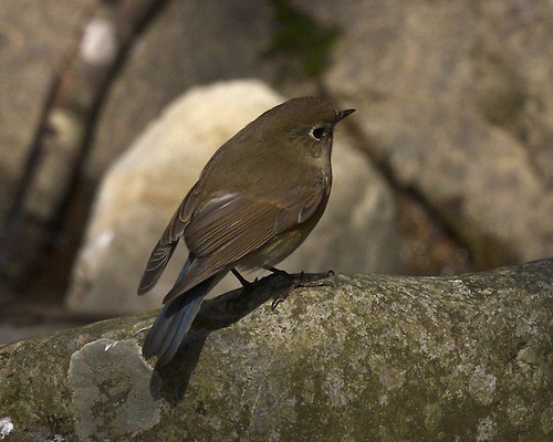 Image of Red-flanked Bluetail