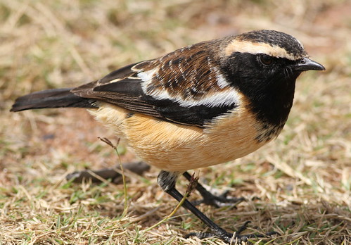 Image of Buff-streaked Chat