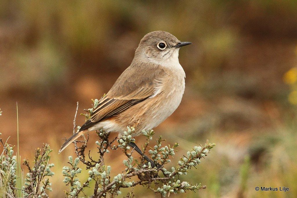 Image of Sickle-winged Chat