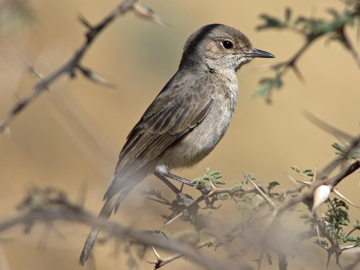 Image of Brown-tailed Chat
