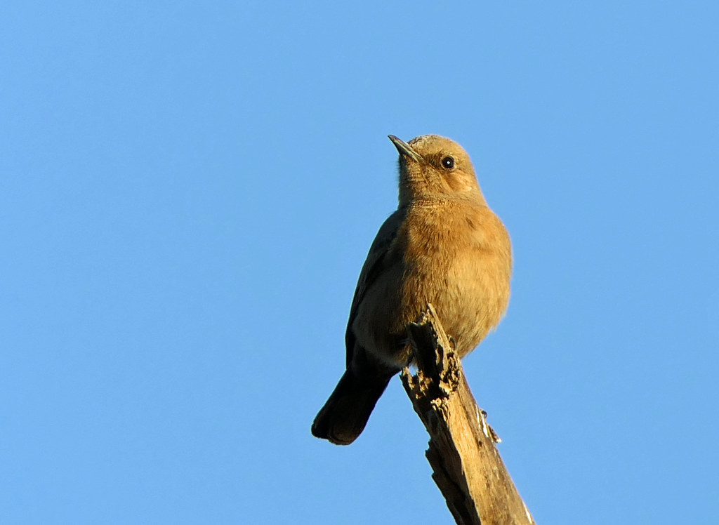 Image of Brown Rockchat