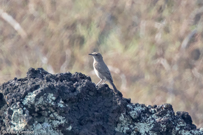 Image of Sombre Rockchat
