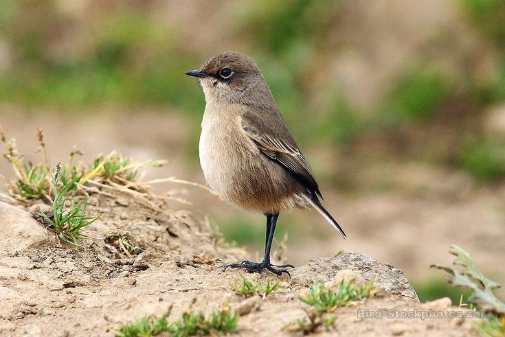 Image of Moorland Chat