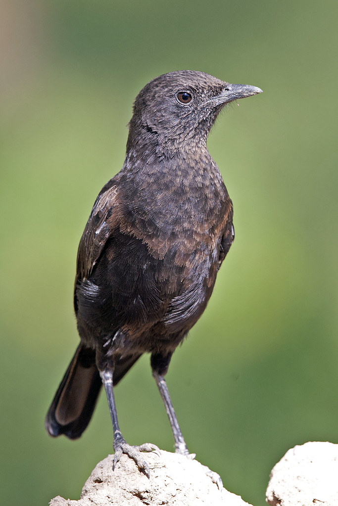 Image of Northern Anteater-chat