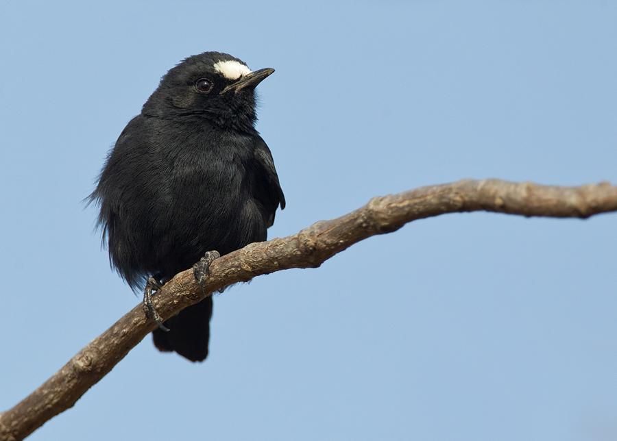 Image of White-fronted Black-chat