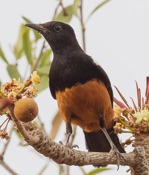 Image of White-crowned Cliff-Chat