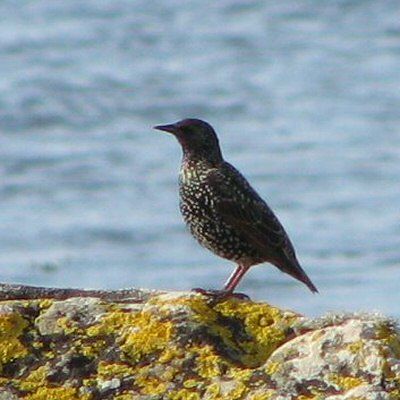 Image of Rusty-winged Starling