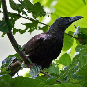 Image of Samoan Starling