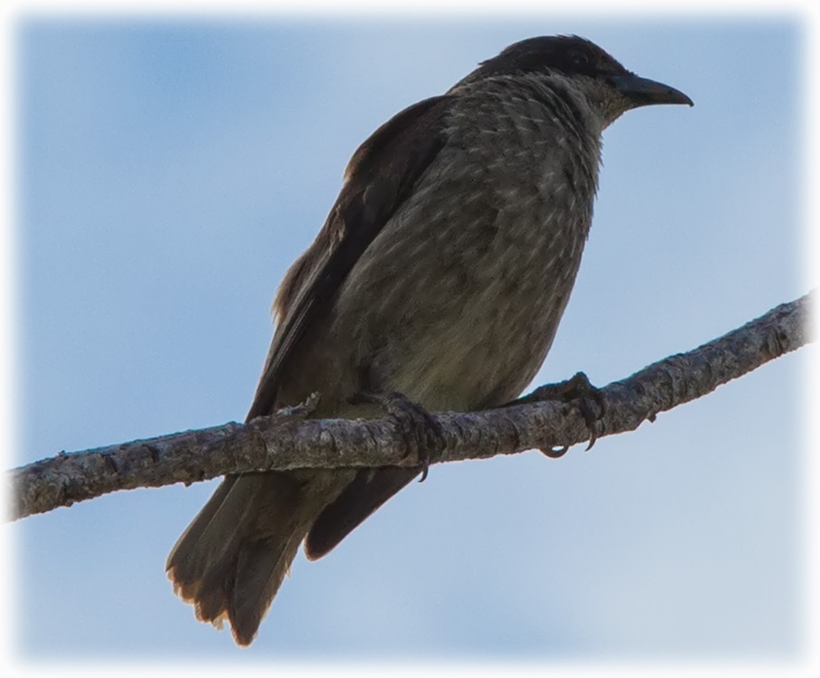 Image of Polynesian Starling