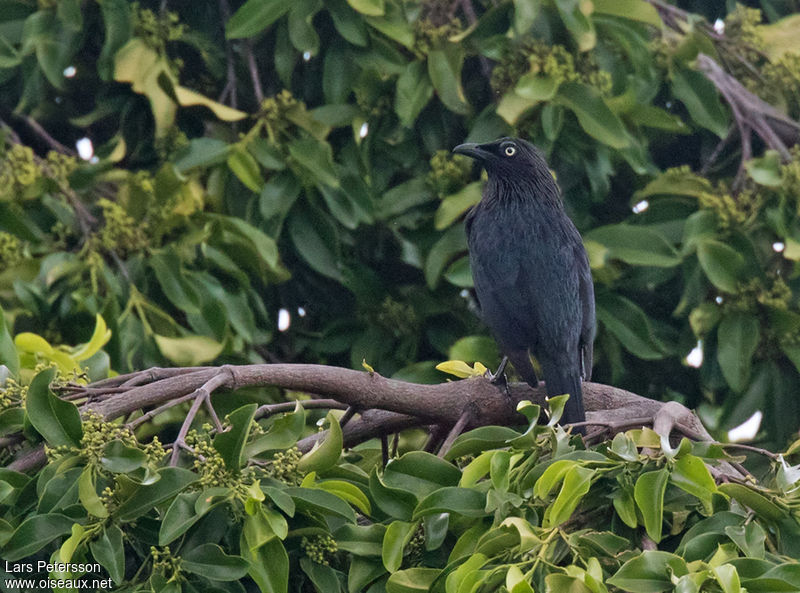 Image of Tanimbar Starling