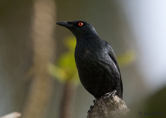 Image of Singing Starling