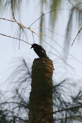 Image of Moluccan Starling