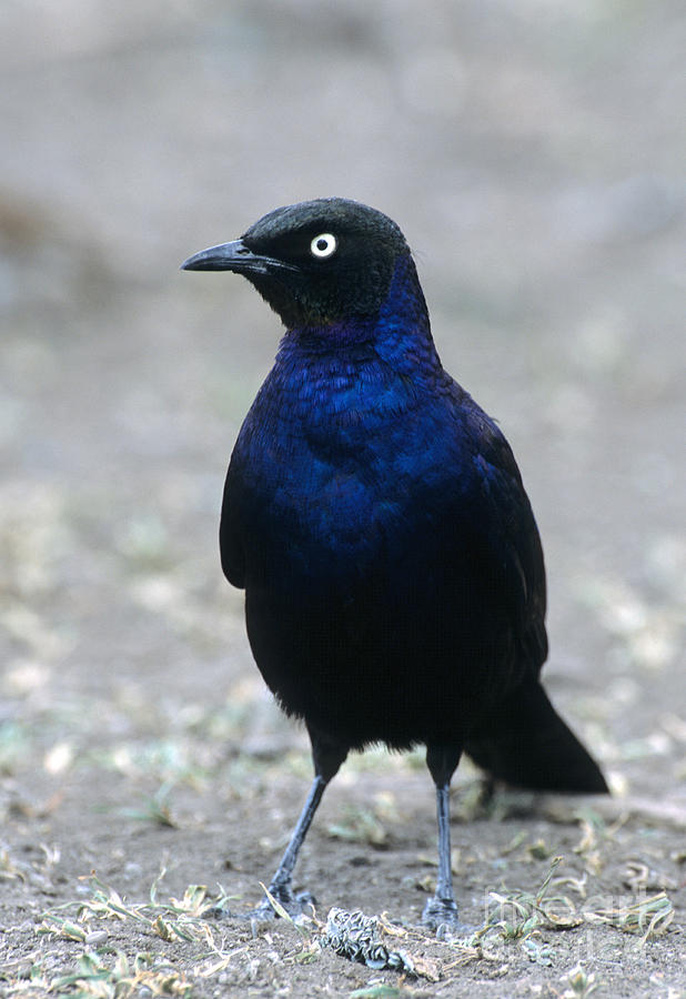 Image of Long-tailed Starling