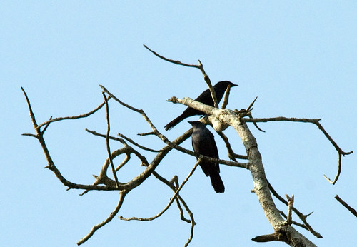 Image of Kenrick's Starling