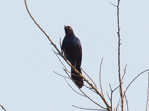Image of Narrow-tailed Starling