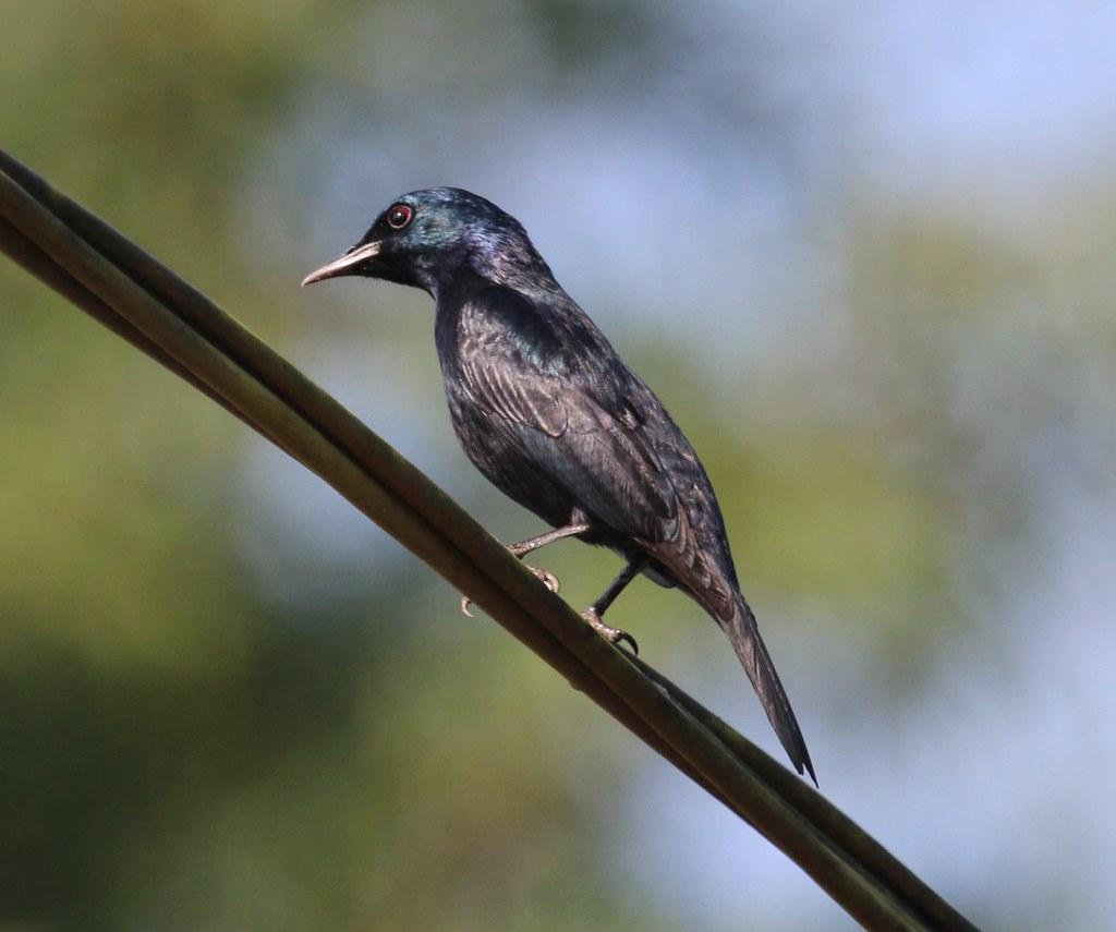 Image of Waller's Starling
