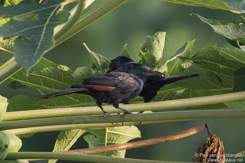 Image of Chestnut-winged Starling
