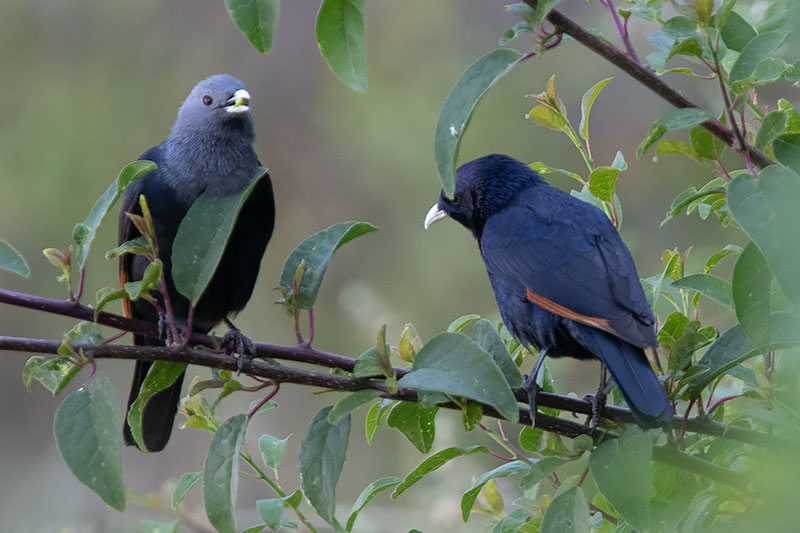 Image of White-billed Starling