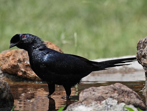 Image of Bristle-crowned Starling