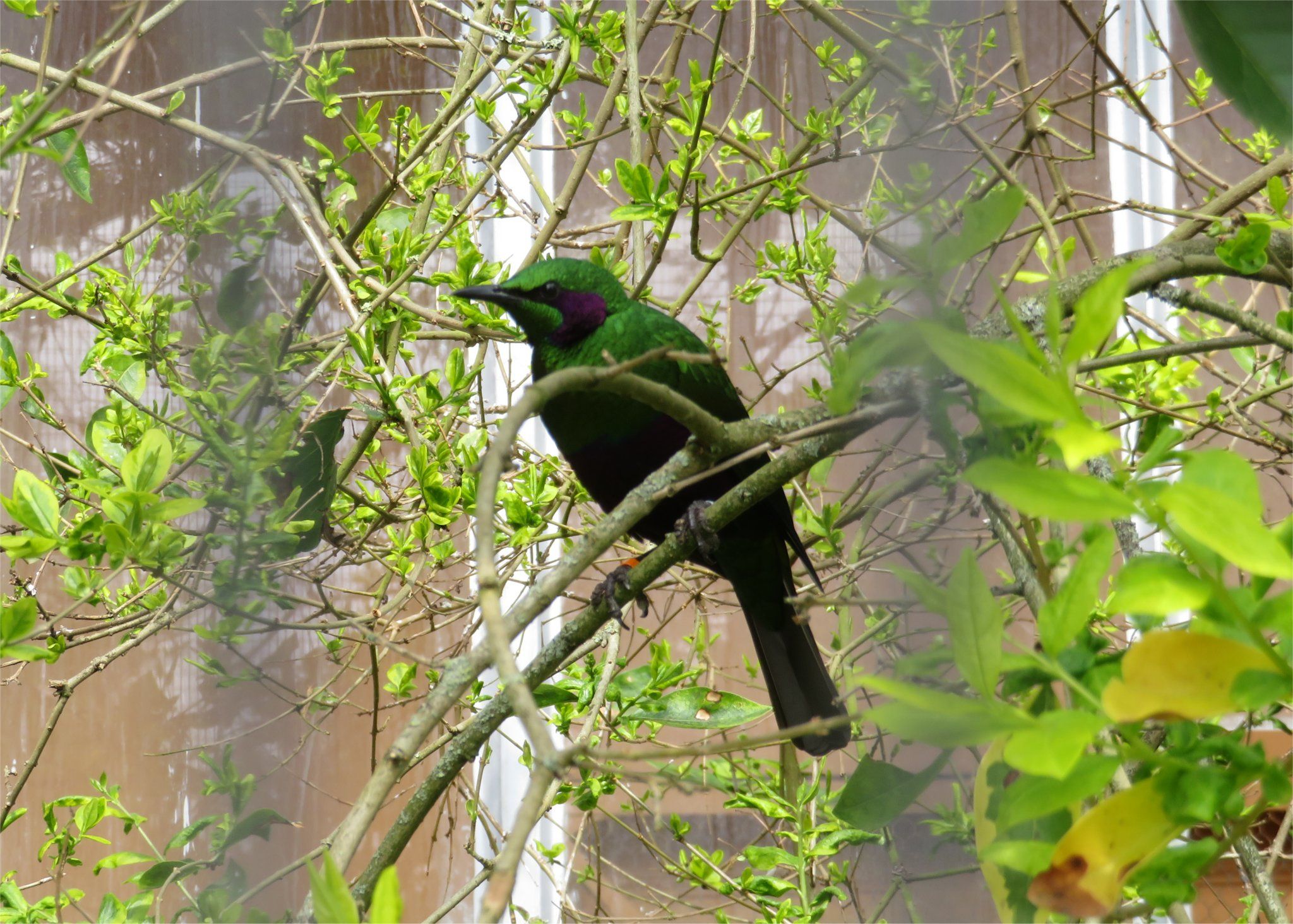 Image of Emerald Starling