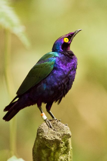 Image of Purple-headed Glossy-Starling