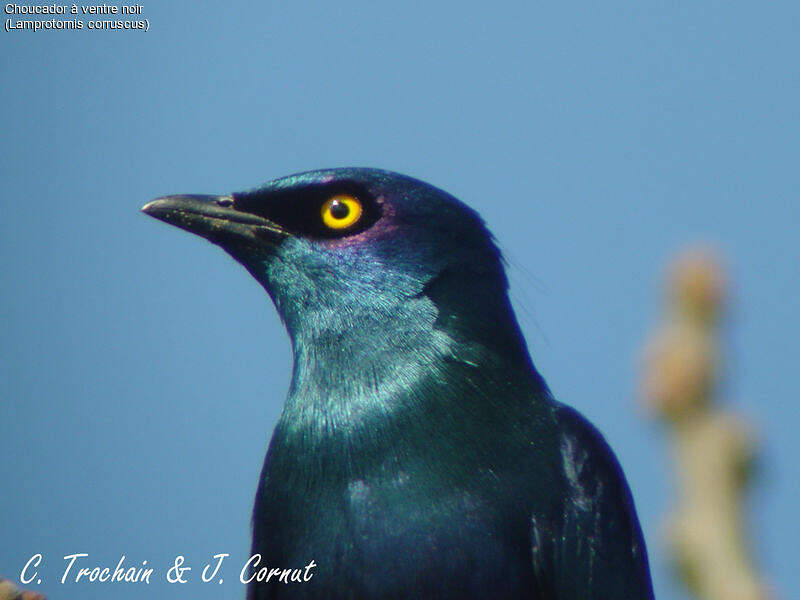 Image of Black-bellied Starling