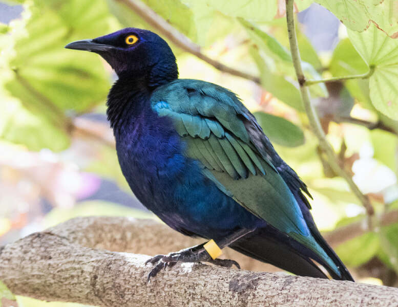 Image of Purple Glossy-Starling
