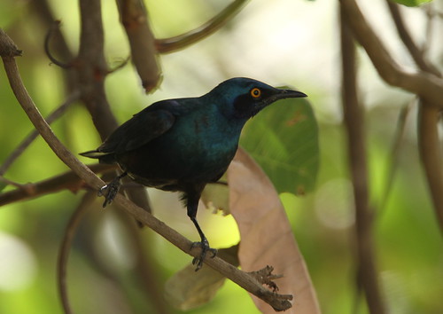 Image of Bronze-tailed Starling