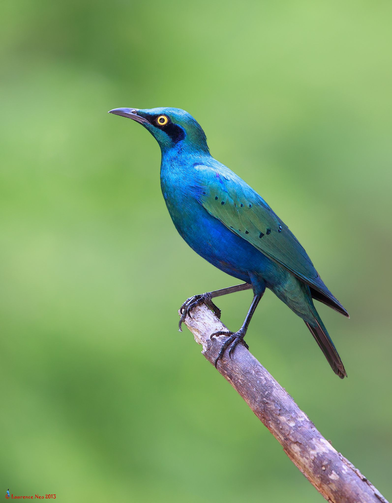 Image of Greater Blue-eared Starling