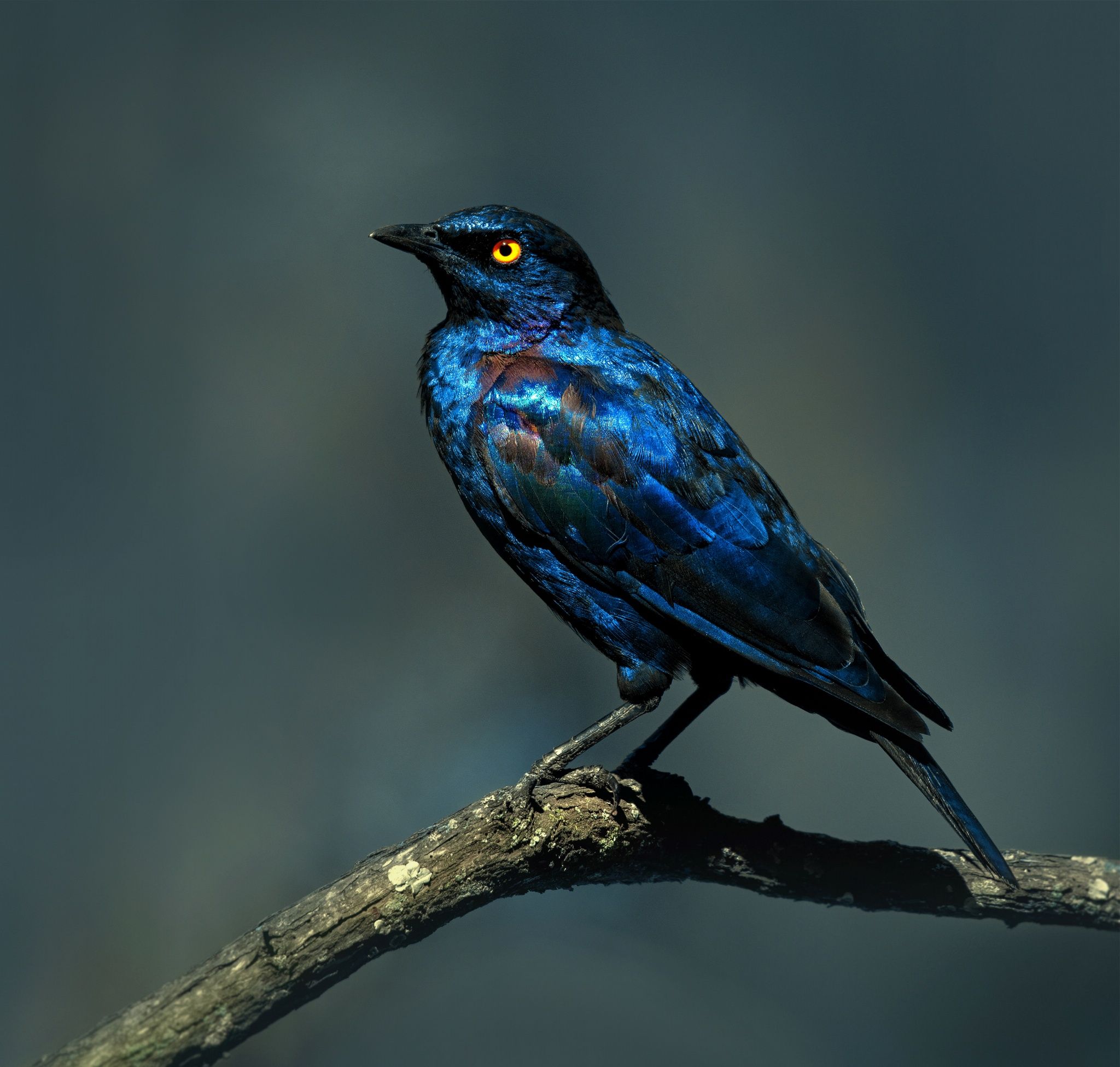 Image of Lesser Blue-eared Starling