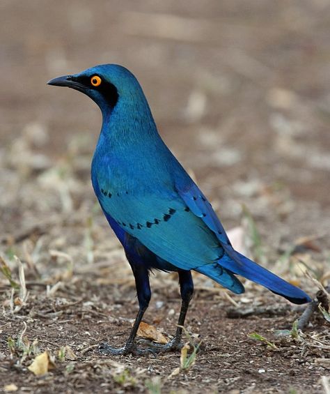 Image of Miombo Blue-eared Starling