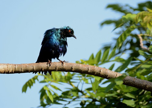Image of Sharp-tailed Glossy-Starling