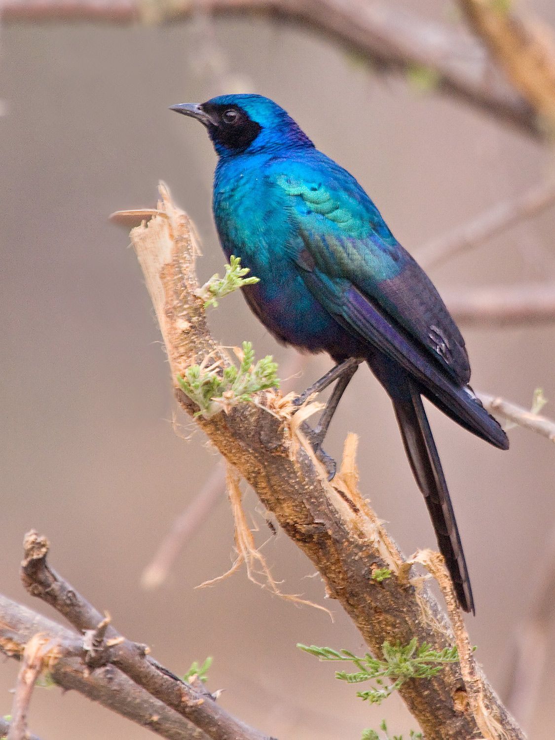 Image of Burchell's Starling