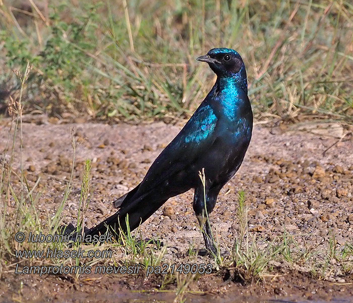 Image of Meves's Long-tailed Starling